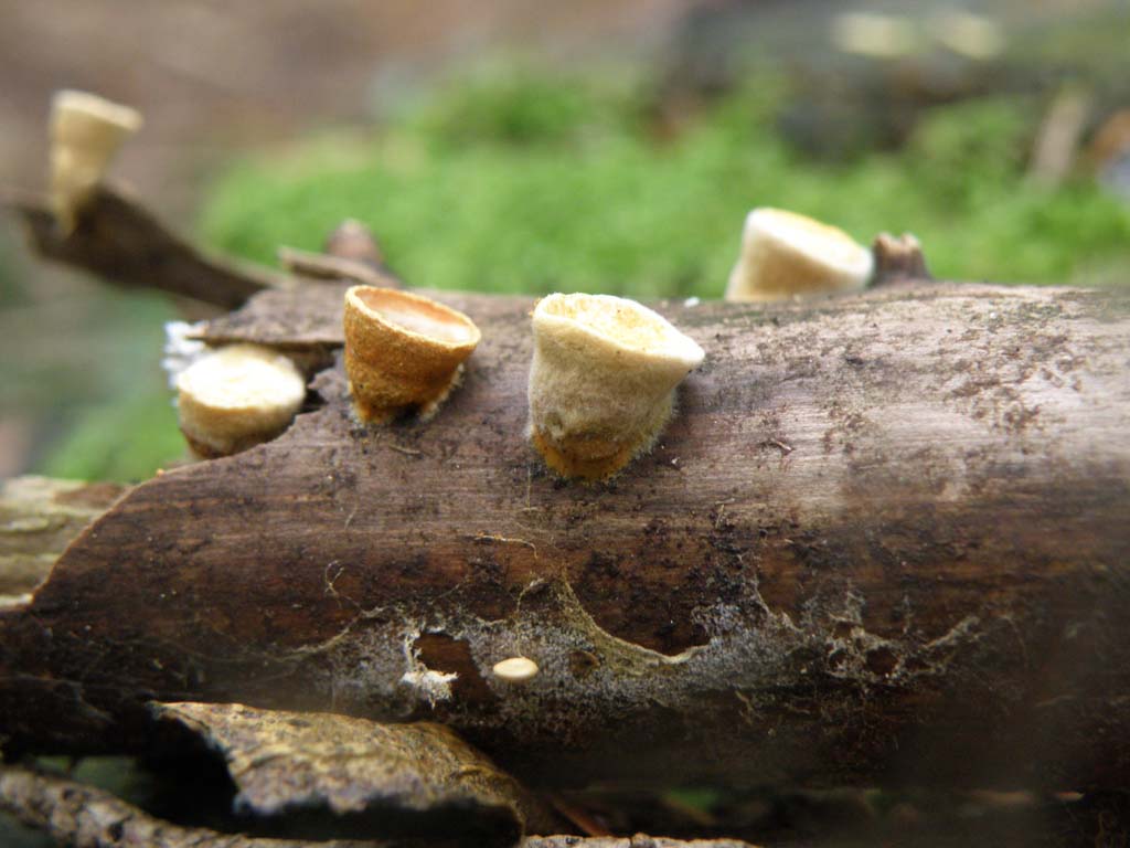 Foresta di Campigna - Funghi da determinare